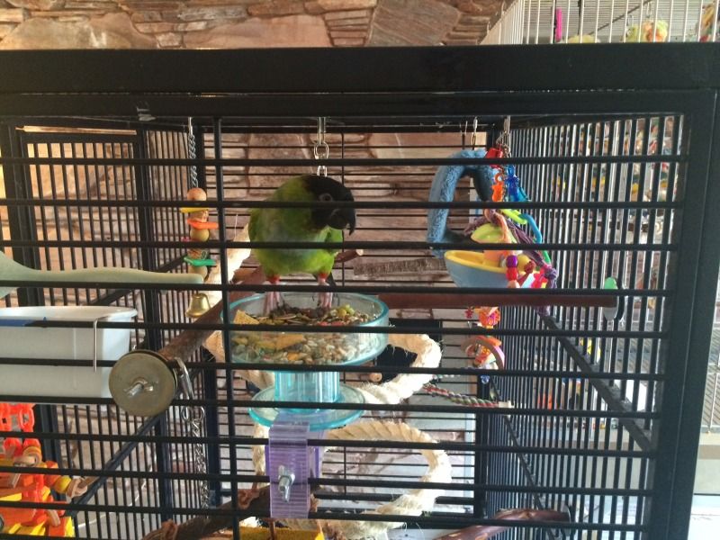 Lets see your caique cages! Avian Avenue Parrot Forum